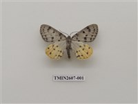 藏品(尺蛾123)的圖片